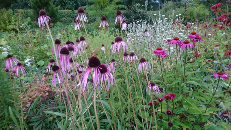 Echinacea pallida Эхинацея бледная